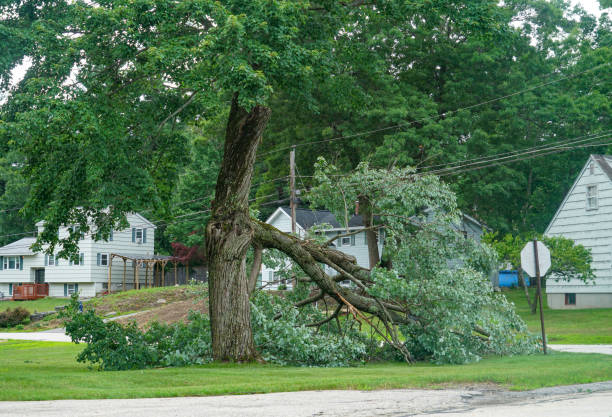 The Steps Involved in Our Tree Care Process in Columbus, OH